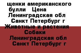 щенки американского булли › Цена ­ 70 000 - Ленинградская обл., Санкт-Петербург г. Животные и растения » Собаки   . Ленинградская обл.,Санкт-Петербург г.